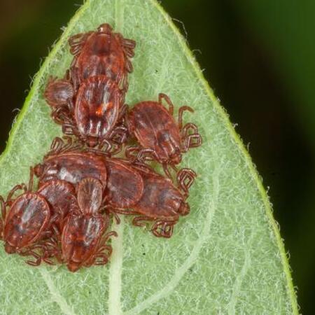 A collection of small ticks gather on the end of a leaf