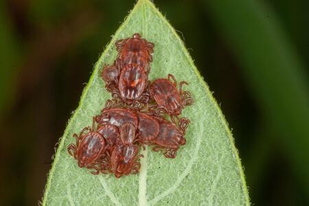 A collection of small Asian longhorned ticks on a leaf