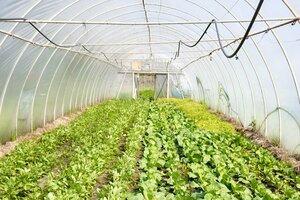 vegetables growing in high tunnel