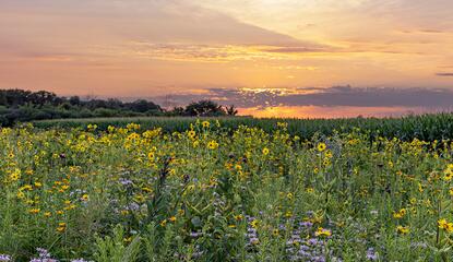 A sunset over flowering prairie plants on the edge of a field