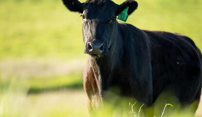 Black Angus cow standing up close out in a pasture. 
