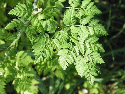 Figure. Poison hemlock leaf. In 2016 poison hemlock plants have grown very tall (up to 7 ft), forming dense shrubs. These carrot relatives produce alkaloid compounds that are toxic to humans and other animals when consumed.