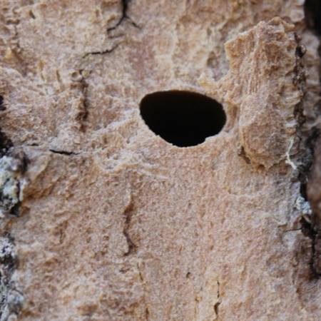 close up photo of insect hole on tree