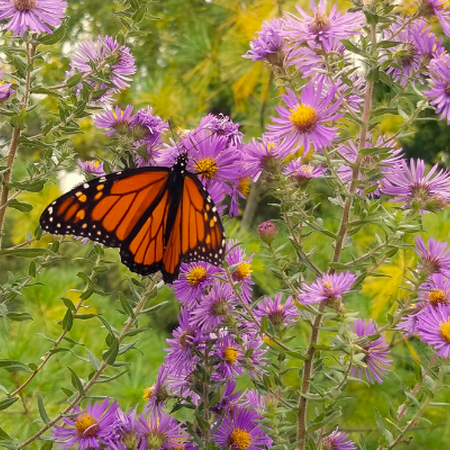 A monarch butterfly on an aster flower.