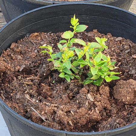 black 20-inch container with berry plant