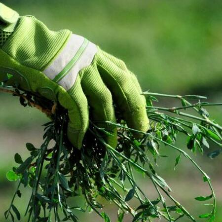 hand holding pulled out weeds