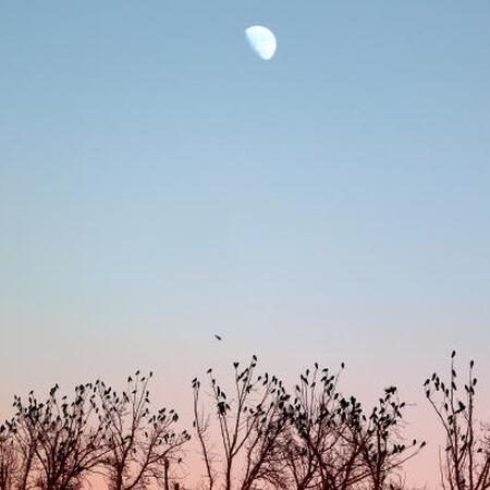 crows roosting in tree tops at dusk with moon rising in background