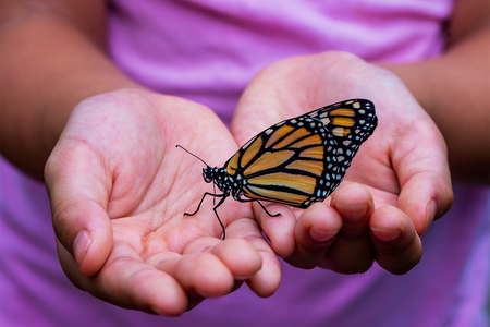person holding black and orange butterfly