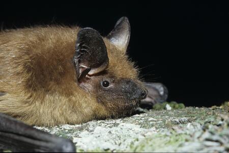 Brown bat laying on a rock