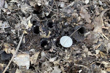 Recent quarter-sized holes in the soil made by periodical cicadas