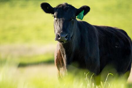 Black Angus cow standing up close out in a pasture. 