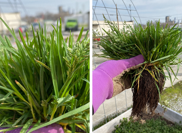 left shows close up of keeled leaf blades, right shows clump of grass with fibrous roots