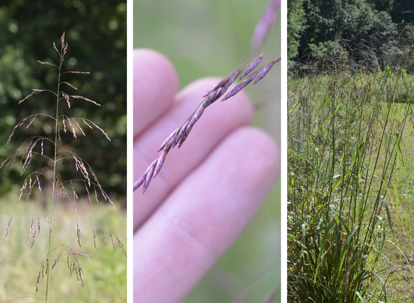 left shows drooping inflorescence, middle shows purple spikelets, right shows bunch of purpletop