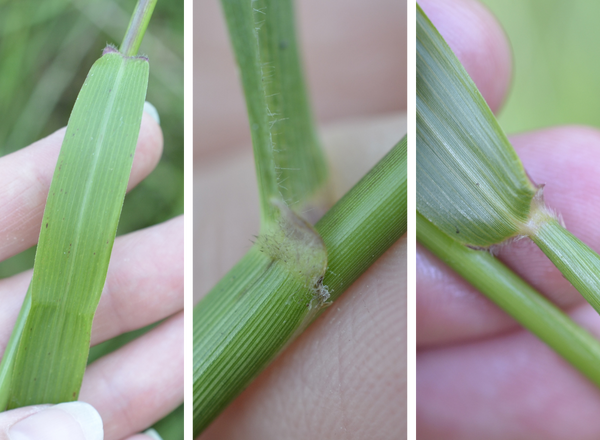 left shows leaf blade, middle shows hairs in collar region, right shows hairs in collar region