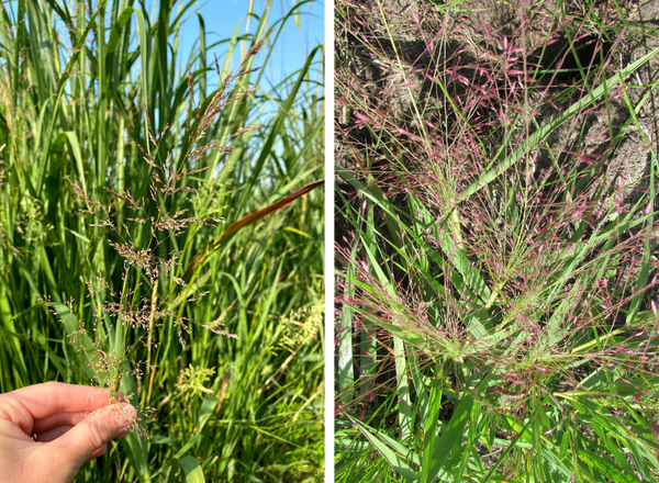 left shows redtop, right shows purple lovegrass