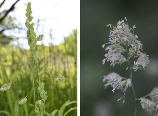 left shows panicle inflorescence, right shows broomsedge in bloom