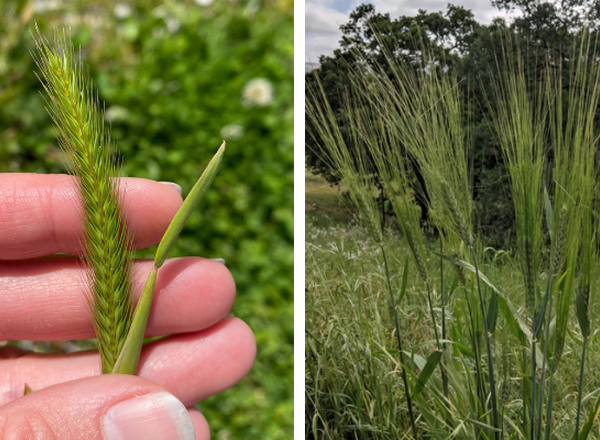 left shows little barley, right shows cultivated barley