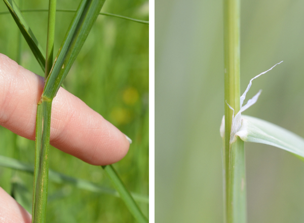 left shows keeled leaf sheath, right shows torn membranous ligule