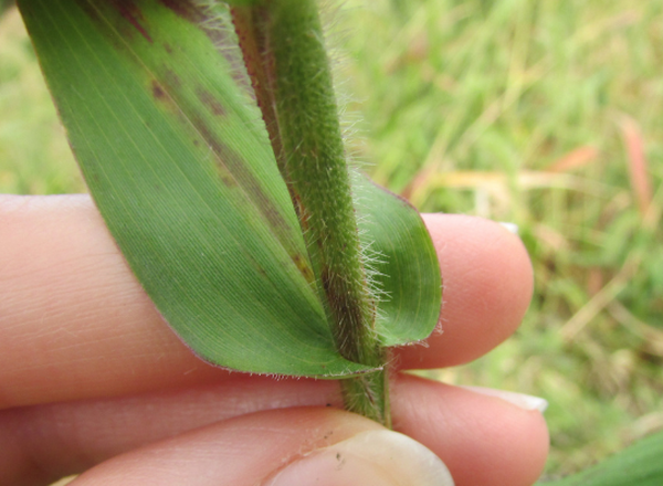 clasping leaf of deer tongue grass