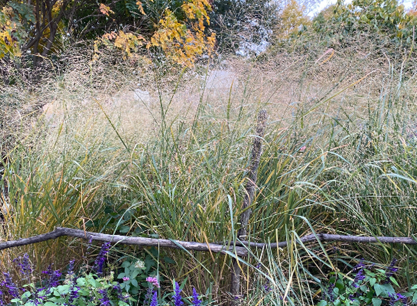 Switchgrass in the fall with a straw colored inflorescence