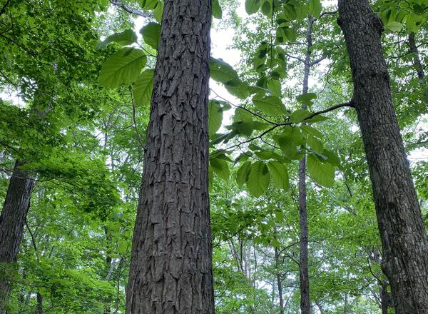 various trees in southern Illinois forest