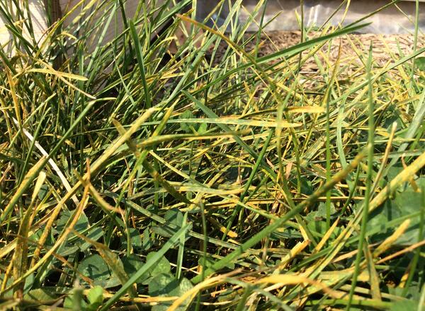 Close up of Kentucky bluegrass infected with lawn rust