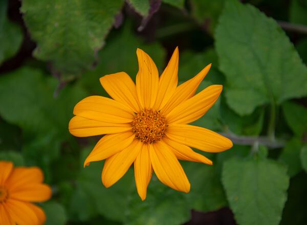 yellow flower of 'yellow torch' tithonia