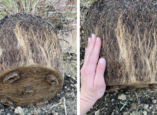 clump of soil engulfed with roots and a hand for scale