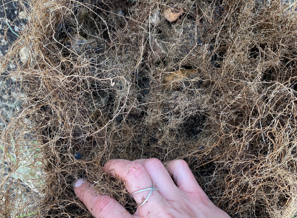 dense grass roots in a clump with hand for scale