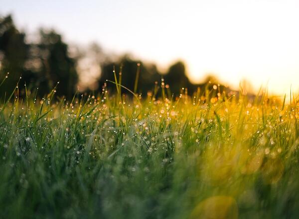 A lawn with dew and sunshine