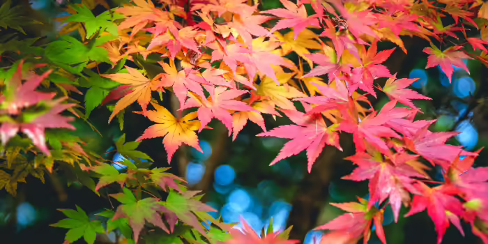 Close-up of colorful autumn leaves on a tree branch, showing shades of green, yellow, orange, and red with a blurred background of blue sky and foliage.