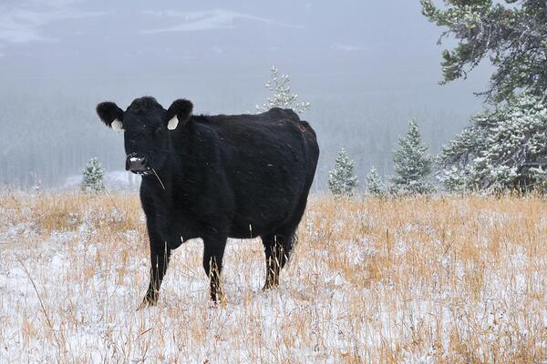 Black Angus cow standing in a snowy, grassy pasture amongst evergreen trees.