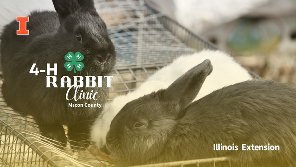 4-H Rabbit Clinic, picture of three rabbits on top of a cage
