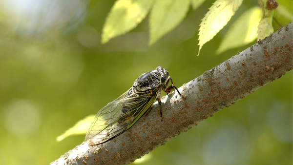A cicada sits on a tree branch