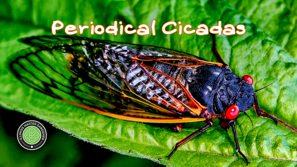 Periodical Cicadas, Cicada on a leaf pictured 