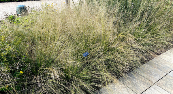 clumps of prairie dropseed in bloom next to a walkway