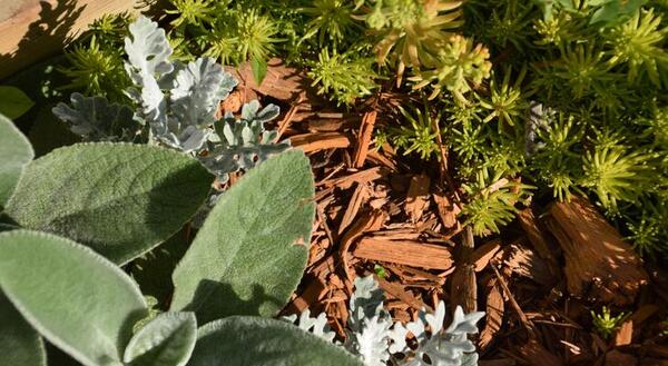 a close up photo of several plants in the garden with varying textures