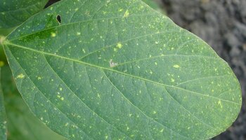 soybean leaf close up