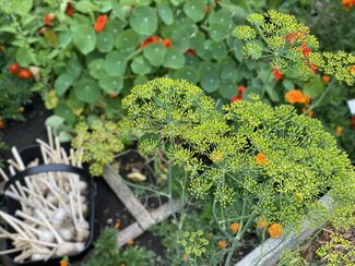 flowering dill is in focus and nasturtiums and a black plastic basket of garlic are blurred in the background