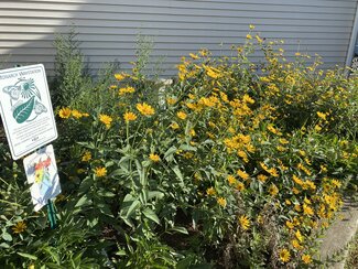 false sunflower fills a garden bed that is designated a monarch waystation and pollinator pocket