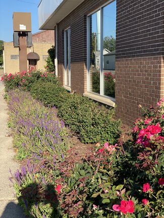 pink roses grow in the foreground of a garden bed filled with purple flowering sage  that runs along a brick building