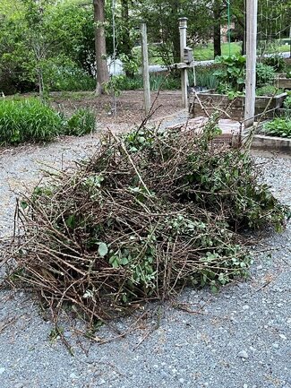 A pile of pruned tree branches.