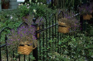 a fence with small pots holding purple plants