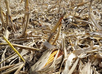 Single ear of corn laying in a recently harvest field 