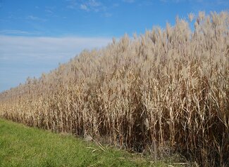 Side view of a tall, growing Miscanthus field