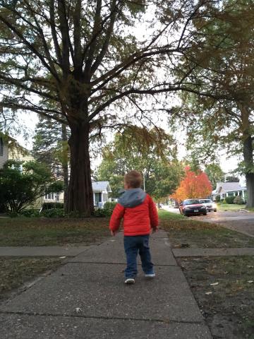 Young boy walking in residential area on sidewalk during autumn bald cypress tree in background
