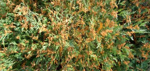Arborvitae’s fall color can be a spectacular bright orange that is often enhanced by orange-brown clusters of cones that mature in late fall.       