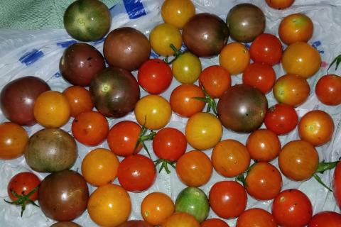 photo of tomatoes