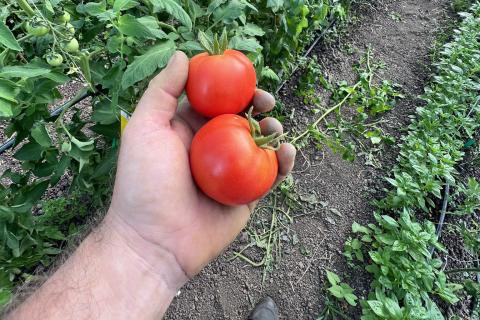 tomatoes in hand