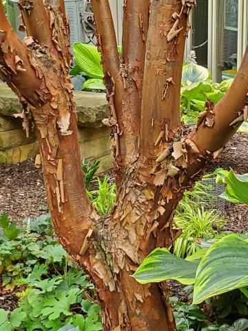 photo of exfoliating bark on trees